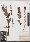 Foto von Salix aurita L. x Salix purpurea L.
